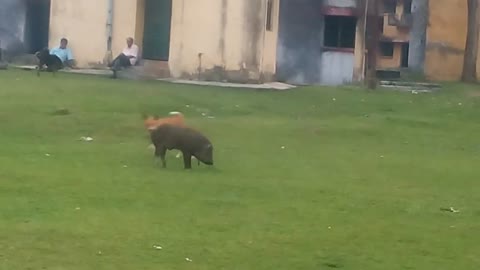 Dog vs pig fanny the are playing