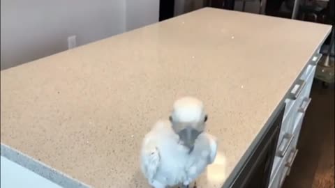 Baby Parrot Dancing on a song in a crazy Way