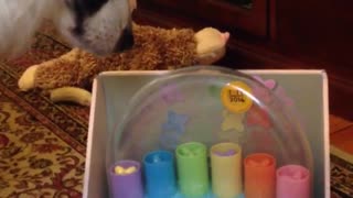 Black white dog stares at toy while owner plays with it