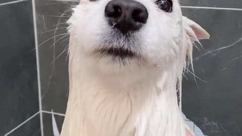 Fun dog taking a must-see bath