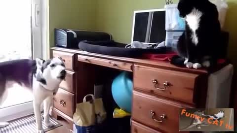 Cats and Dogs Meeting Each other! Funny!