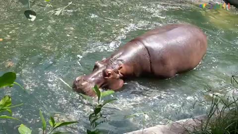 Hippo Cute