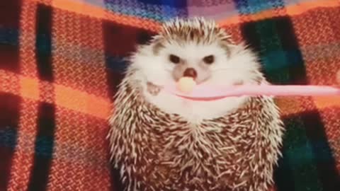 Baby Hedgehog feeding 5ime