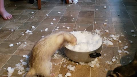 Ferrets at play