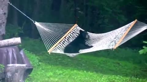 Wild Bear Loves To Play Around On A Hammock