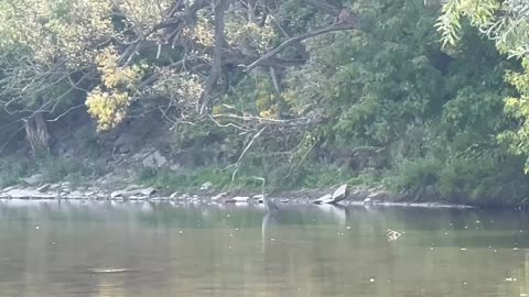 Kingfisher and Great Blue Heron