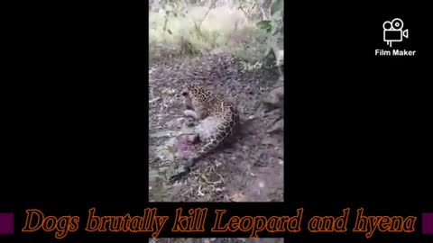 Top dogs brutally kill leopard and hyena an amazing fight