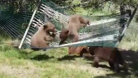 some bear cubs with a hammock.