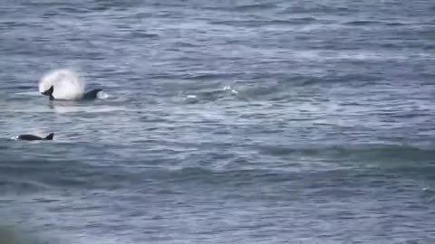 Dolphin pushes a man on a paddleboard into the water !