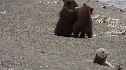 Hiker Is Followed By Grizzly Mom And Her Two Cubs