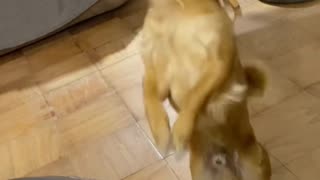 Gizzy The Chihuahua dances to the Griddy!!