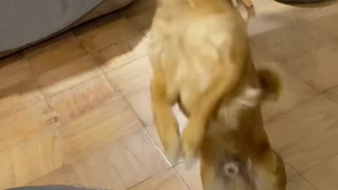 Gizzy The Chihuahua dances to the Griddy!!