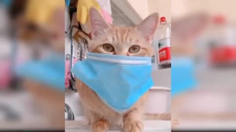 funny cat videos aww animals 4