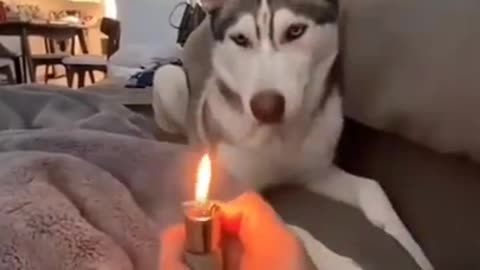 Husky doesn't like lighters