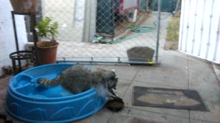 Moma raccoon in the pool from 2014