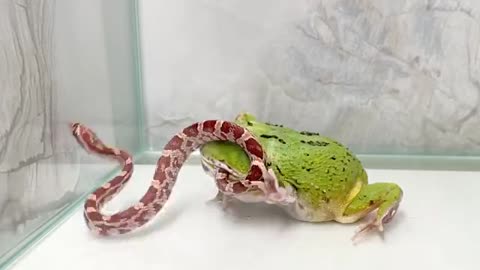 Green frog eats snake