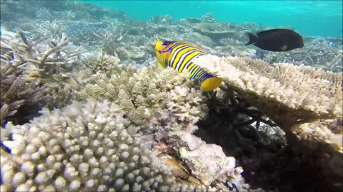 Maldives Short Snorkeling video Part 9