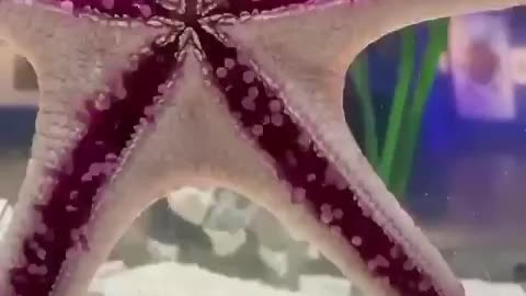 Starfish move with the help of ambulacral legs.