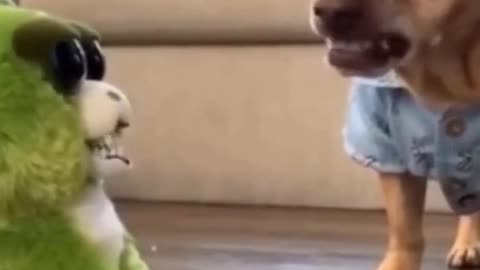 Funny dog videos