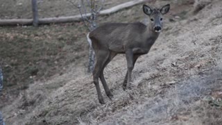 Little Deer Eats Raw Food In Nature Forest