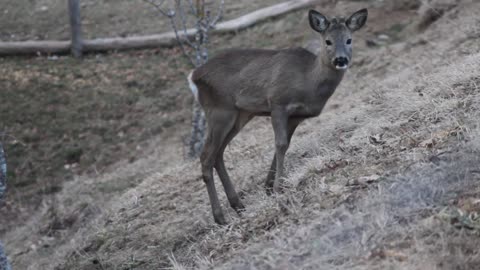 Little Deer Eats Raw Food In Nature Forest