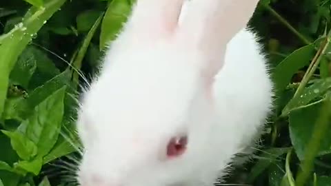 Bunny eating grass.