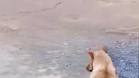 Dog funny videos 🤣😁