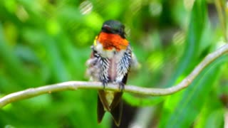 Ruby-Throated Hummingbird Stretching Out on a Limb