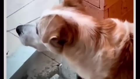 Try not to laugh🤣 Funny animals😹‖