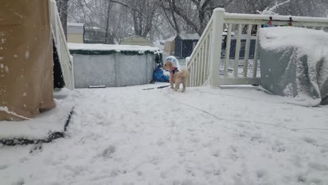 Chupi Playing in the Snow