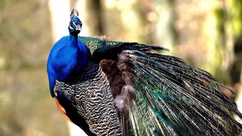 Peacock Bird Multicoloured