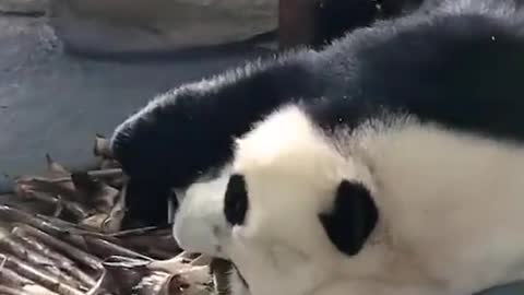 The baby panda