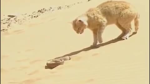 شاهد قط تائه في الصحراء يجد اخطر حيه سامة
