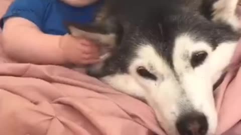 Rumble Beautiful Huskey DoG Vs Cute Baby Became Friend Forever