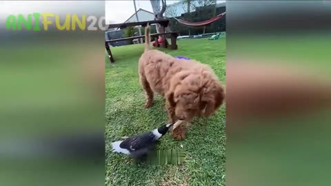 best funniest animal videos 2023🤣 funny cat videos😹 funny dogs videos🐶 #1