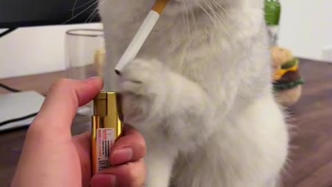 The cat smokes cigarettes
