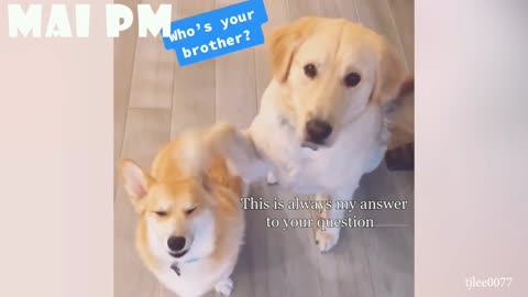 video of quite funny dogs