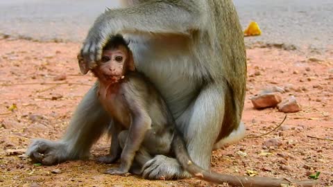 Funny animals, Cute baby monkey#22#love animals