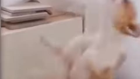 Funny towel biting dog