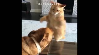 A cat Hitting A Dog on His Face And Running Away