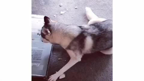 Husky yelling with HILARIOUS captions