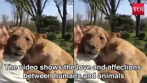 Watch: Lion duo reaction when reunited with their former caretaker, Watch now!