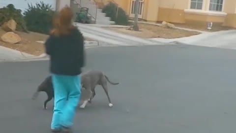 Dogs playing with skateboards are too cute