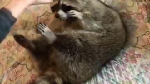 Fluffy Raccoon Loves to Play and Snuggle