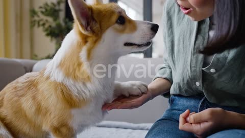 Welsh corgi sniffs hand of trainer with food.
