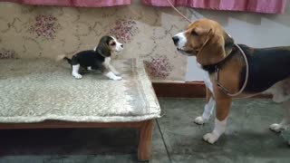 Naturally a beagle is instantly teaching its pup how to be loud af