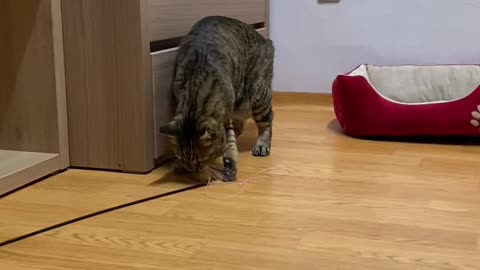 a cat that catches mice