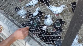 Flock of different beautiful pigeons