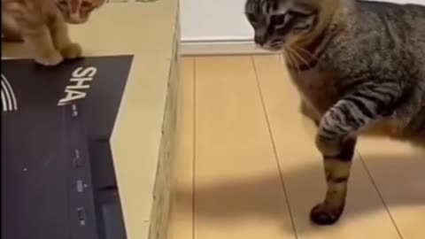 Funny Cats Playing with DVD Player #shorts