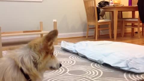 Corgis and air mattresses just don't mix!